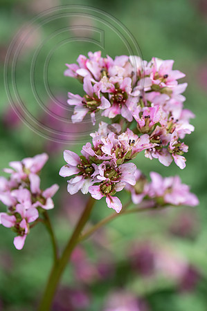 HUNTINGBROOK JIMI BLAKE Bergenia