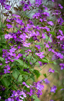 HUNTINGBROOK JIMI BLAKE Lunaria annua Chedlow
