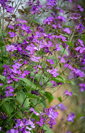 HUNTINGBROOK JIMI BLAKE Lunaria annua Chedlow