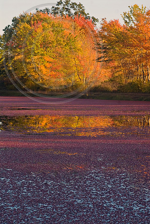 Fall; Cranberry lake
