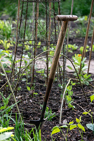 BALLYMALOE KITCHEN GARDEN