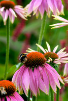 HELEMSLEY WALLED GARDEN, YORKSHIRE