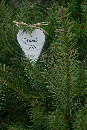 GRAND FIR