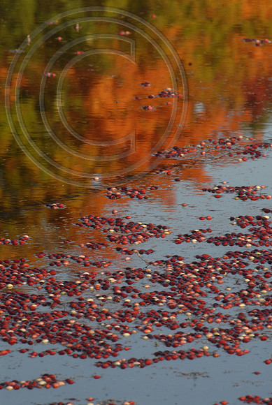 Floating cranberries wet harvest