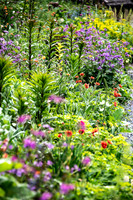 HUNTINGBROOK JIMI BLAKE Lunaria annua Chedlow, lilium, Geum, Scarlet Tempest, Geranium Ann Thomson.