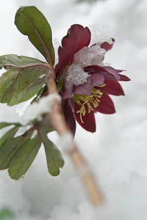 hellebore in the snow- hybrid hellebore 'partydress' group