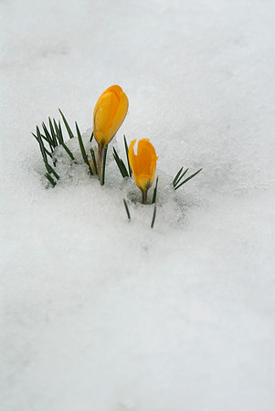 crocus in the snow