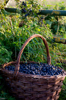 SLOE BASKET