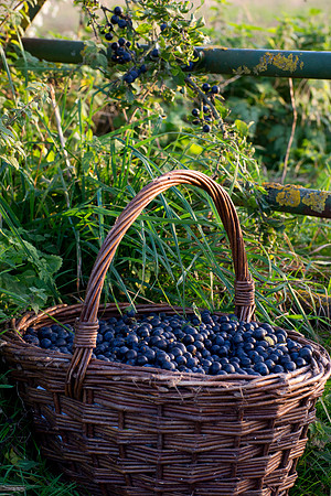 SLOE BASKET