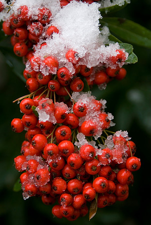 pyracantha berries