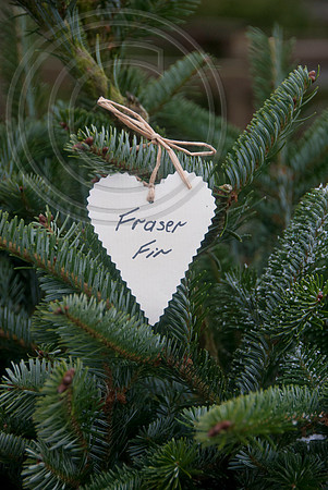 FRASER FIR