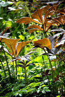 HUNTINGBROOK JIMI BLAKE Rodgersia podophylla