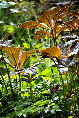 HUNTINGBROOK JIMI BLAKE Rodgersia podophylla
