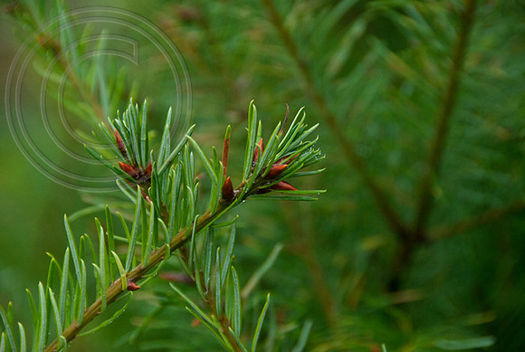 GRAND FIR