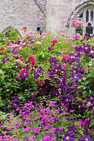 ASTHALL MANOR, OXFORDSHIRE: ROSES, GERANIUMS AND CLEMATIS IN FRONT OF ASTHALL CHURCH