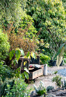 HUNTINGBROOK JIMI BLAKE Chusquea,SCHEFFLERA MACROPHYLLA,PHYSOCARPUS LADY IN RED