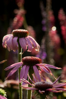HELMSLEY WALLED GARDEN, YORKSHIRE