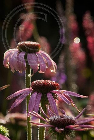 HELMSLEY WALLED GARDEN, YORKSHIRE