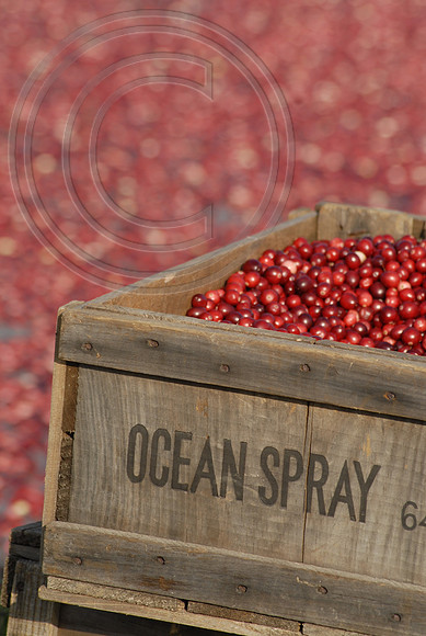 Ocean Spray Cranberries