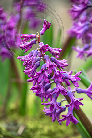 spring bulbs
