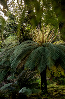 Derreen Garden, Ire