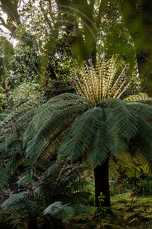 Derreen Garden, Ire