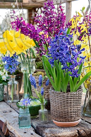 spring bulbs