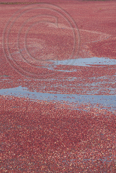 Cranberry lake- wet harvest