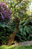 Derreen Garden, Ire