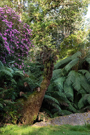 Derreen Garden, Ire