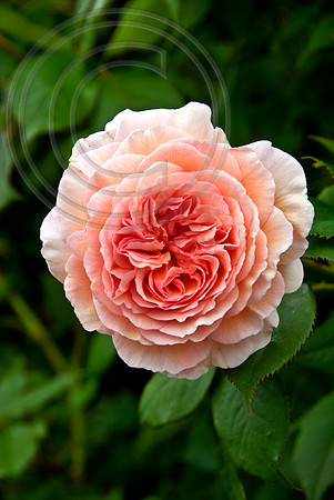 ROSA A SHROPSHIRE LAD