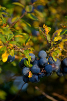 SLOE BERRIES