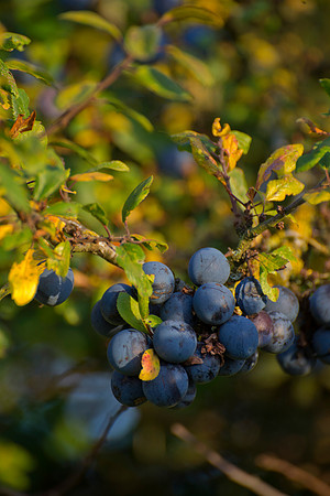 SLOE BERRIES