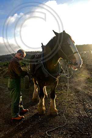 SHIRE HORSE AMBASSADOR AND OWNER FOREST WORKER STEPHEN