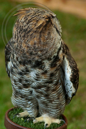 GREAT HORNED OWL