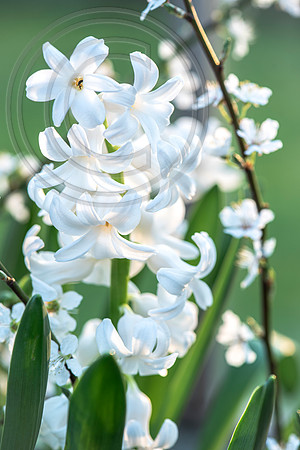 spring bulbs