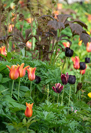 JUNE BLAKES GARDEN