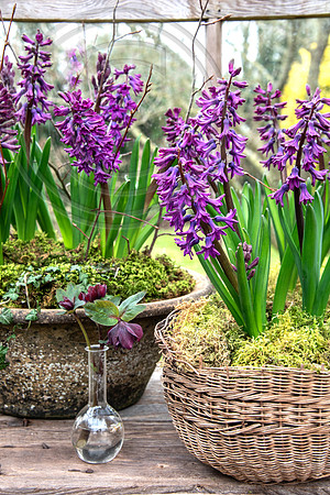 spring bulbs