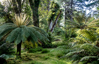 Derreen Garden, Ire