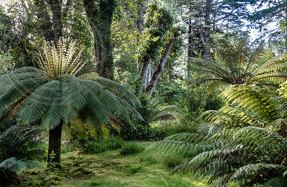 Derreen Garden, Ire