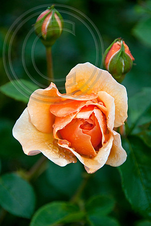 ROSA BUTTERCUP