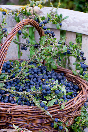 SLOE BASKET