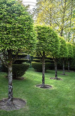 RORY'S GARDEN