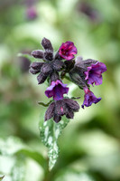 HUNTINGBROOK JIMI BLAKE Pulmonaria