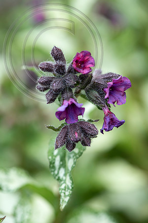 HUNTINGBROOK JIMI BLAKE Pulmonaria