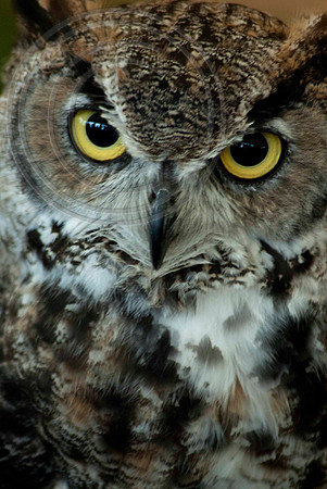 GREAT HORNED OWL