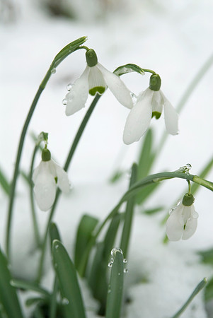 snowdrops- galanthus nivalis