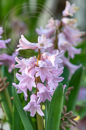 spring bulbs