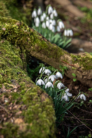 Upton Wold garden