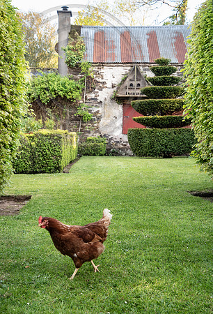 RORY'S GARDEN